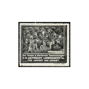 https://www.poster-stamps.de/2830-3120-thickbox/utrecht-ludwigshafen-tee-import-teeplantage-und-ernte.jpg